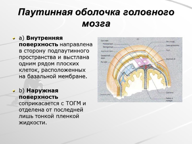 Паутинная оболочка головного мозга a) Внутренняя поверхность направлена в сторону подпаутинного пространства и выстлана